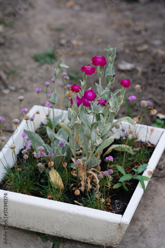 lavender flowers in pots