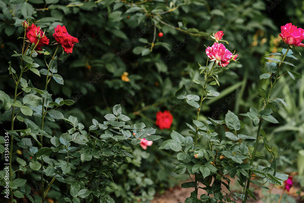Fototapeta premium red flowers in the garden