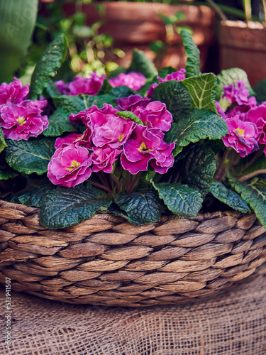 A bright primrose in a wicker basket standing on burlap next to ceramic pots. Spring blossom