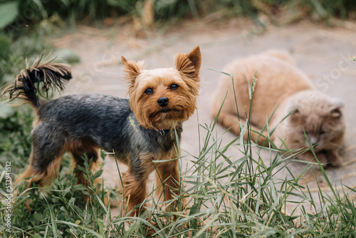 yorkshire terrier puppies photo