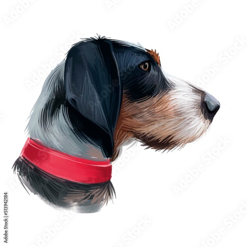 Griffon Bleu de Gascogne dog digital art illustration isolated on white background. France origin medium-sized scenthund hunting dog. Pet hand drawn portrait. Graphic clip art design for web, print photo