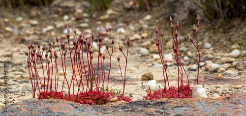 Carnivorous Plants: Drosera sp. on the Bokkeveld Plateau in the Northern Cape of South Africa photo