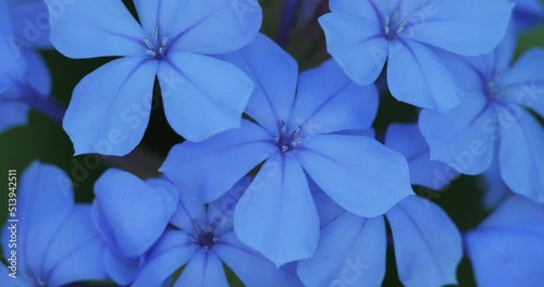 Close up on a Plumbago flower also named leadwort photo