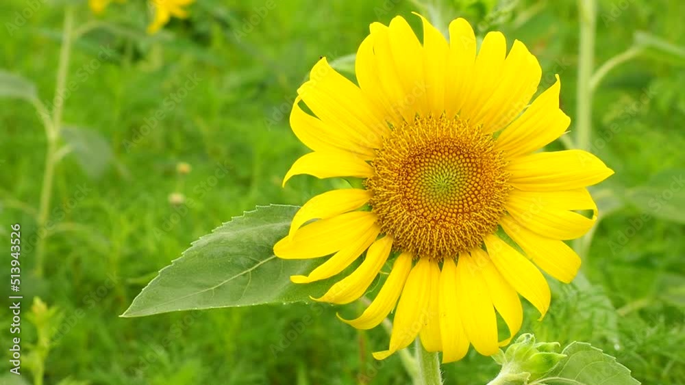 Sunflower in the field , countryside Lumphun Thailand. Sunflower in the field , countryside Lumphun Thailand.