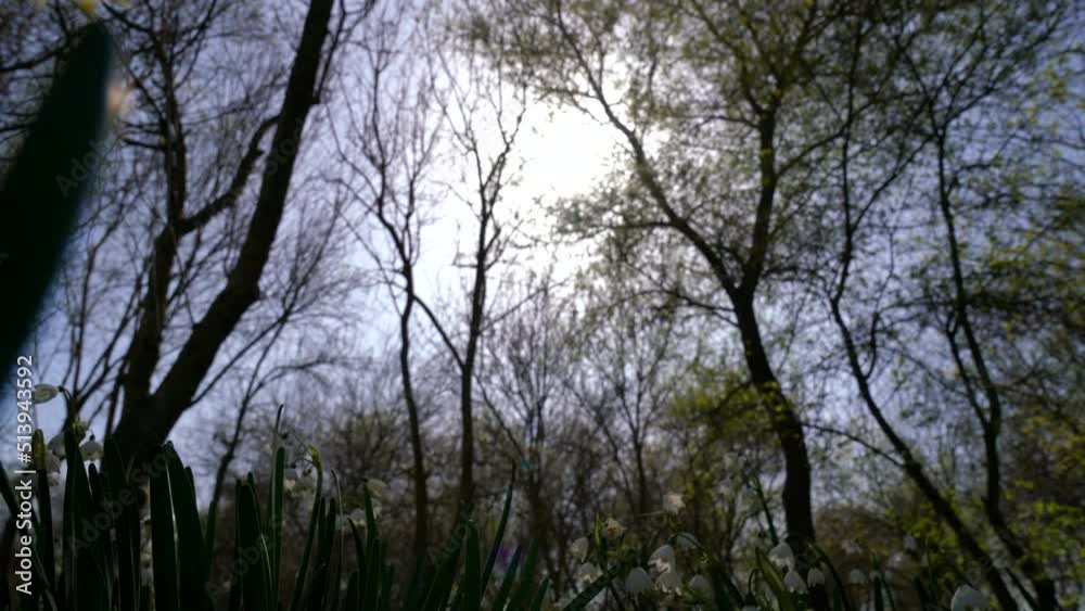 Snowdrops and the image of nature.