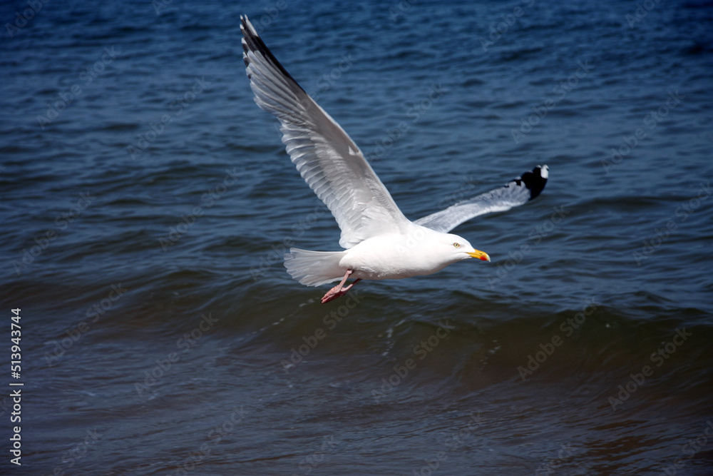 Herring gull flies low above blue waves of sea Herring gull flies low above blue waves of sea