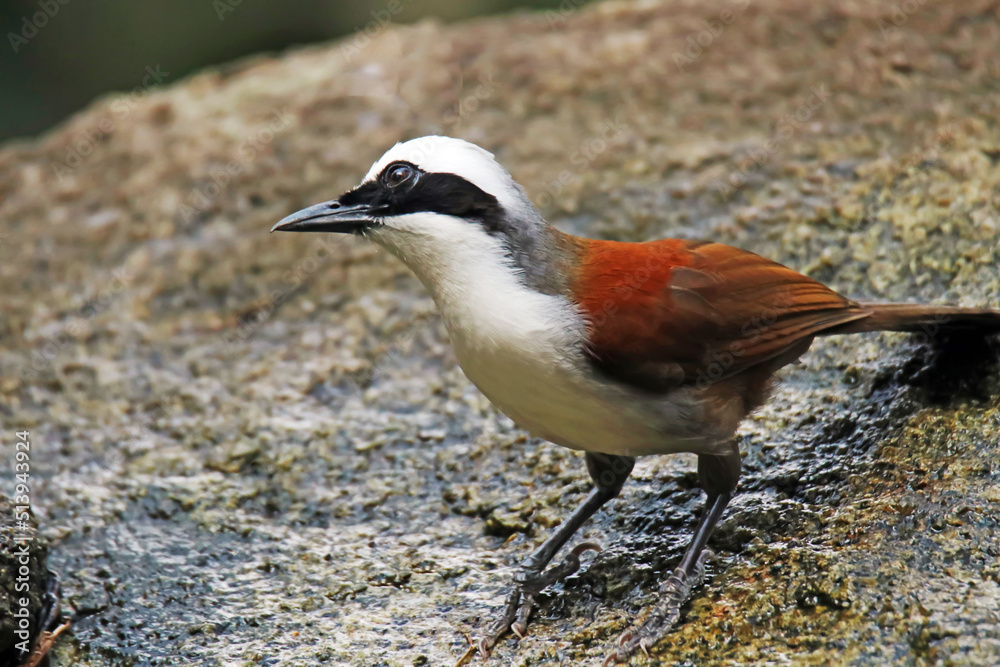 A White-crested Laughingthrush on ground A White-crested Laughingthrush on ground
