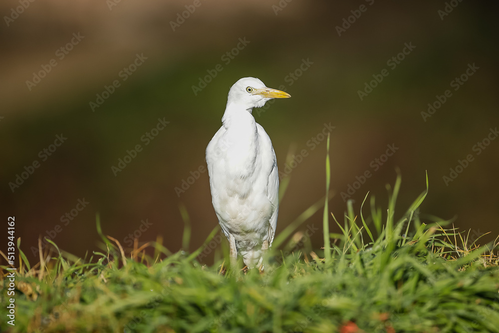 White egret at the rivers edge