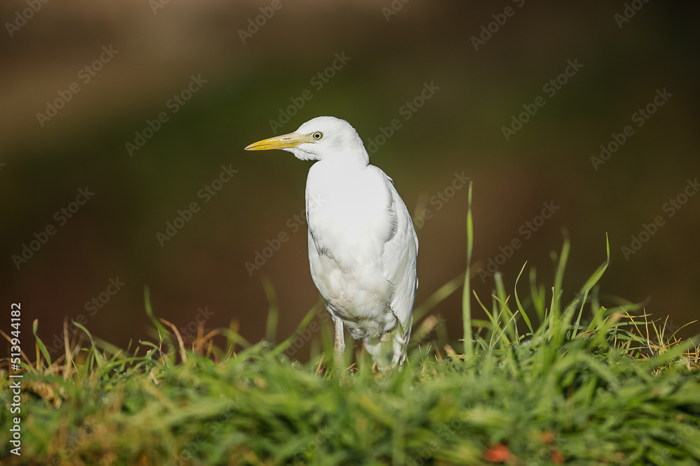 White egret sitting on a river bank