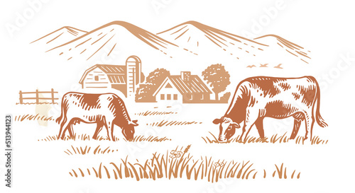 Cows on village meadow vector. Hand drawn sketch livestock with mountain