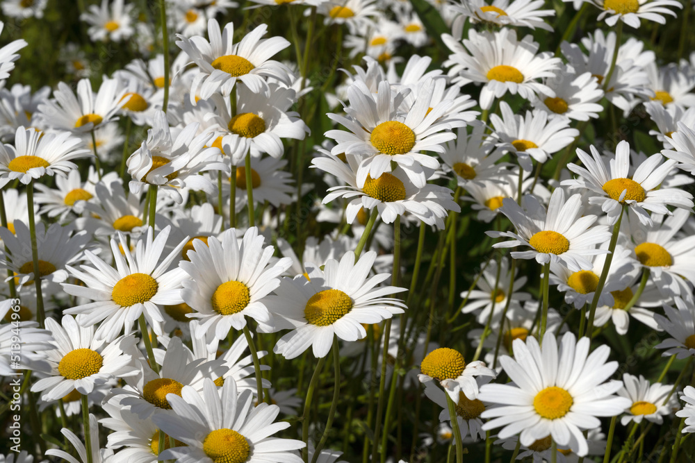 Fototapeta premium chamomile closeup