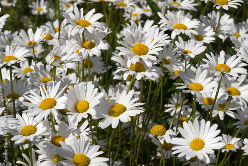 chamomile closeup