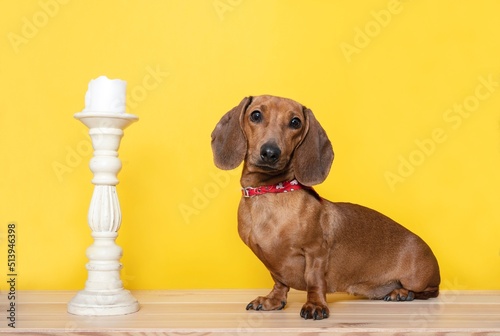 A hunting dog of the Dachshund breed sits on the structure wooden table next to a vintage texture craft white candlestick by yellow wall as background and looks attentively into the camera. 