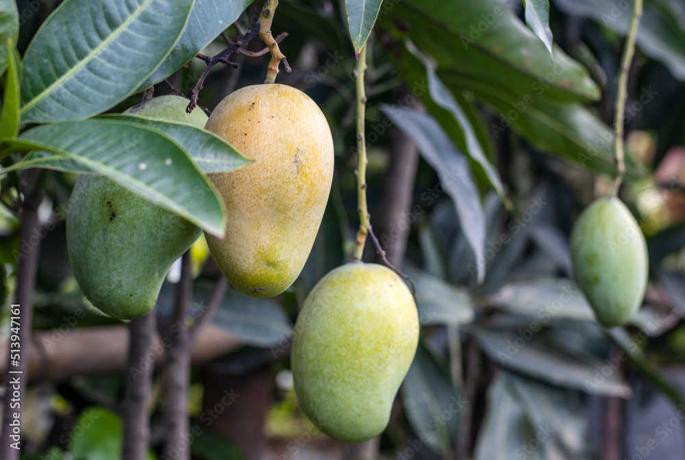Fresh organic mangoes close up shot on the tree with copy space