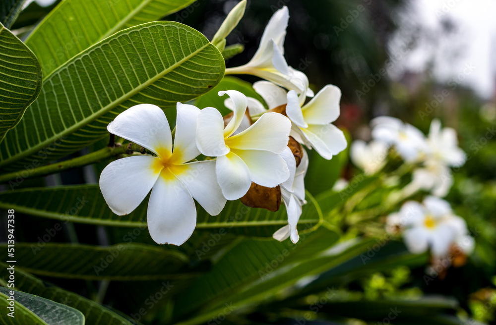 White frangipani or plumeria flower with leaves close up in the garden