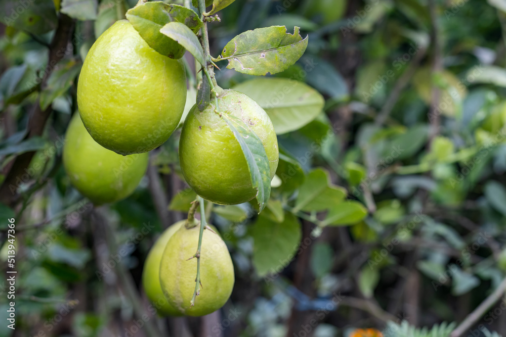 A bunch of mature green lemons hanging in the garden close up