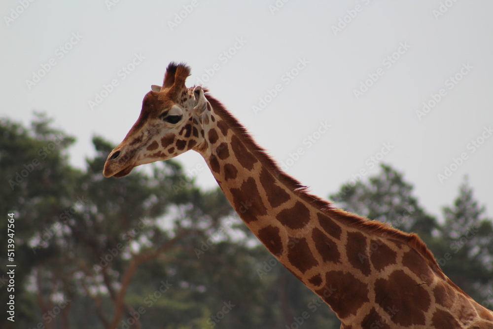 Obraz premium portrait of a giraffe