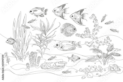 Vector aquarium. Exotic fish. Linear cartoon pet for your design. Illustration of underwater life for antistress coloring book.