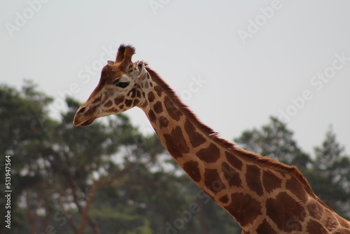 portrait of a giraffe