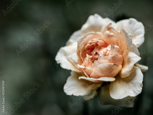 Fototapeta Naklejka Na Ścianę i Meble -  The wounded petals of a withering Masora rose