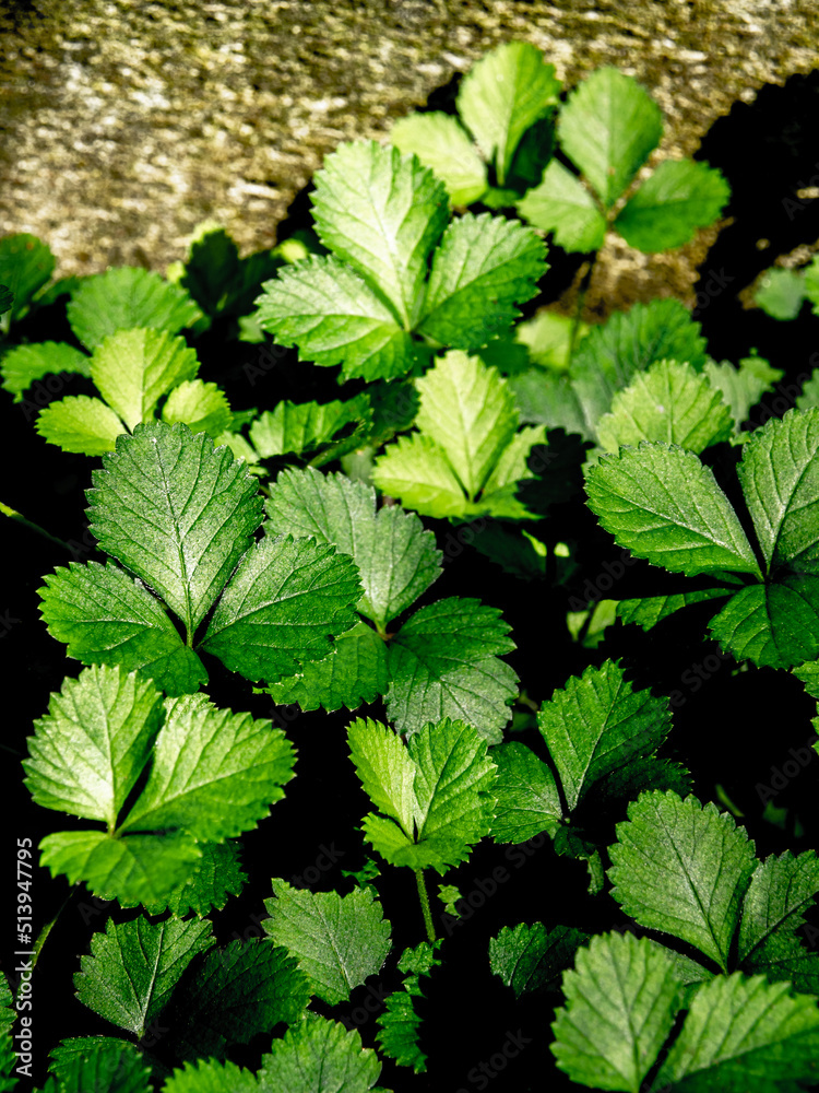 The Mock Strawberry plant for ground cover in the garden The Mock Strawberry plant for ground cover in the garden