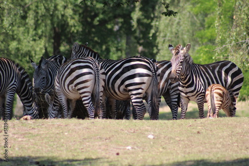 zebras in the zoo