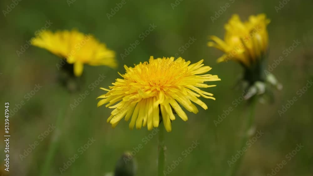 Yellow dandelions swaying in the wind in the meadow. Yellow dandelions swaying in the wind in the meadow.