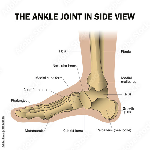 Human foot structure, anatomical medical teaching poster, bones of the heel, phalanges, joint, ankle. Healthcare mockup, vector illustration.