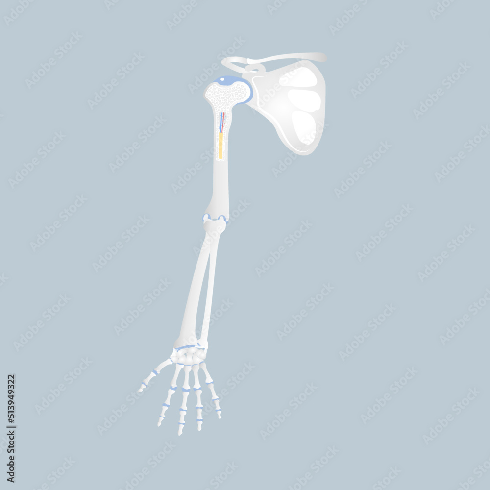anatomy of finger, hand, arm, scapula, long bone marrow basics
