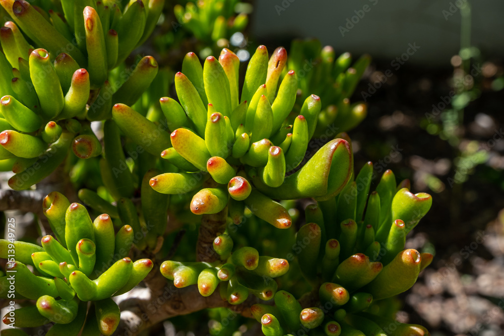 Crassula ovata Hummel's Sunset in home garden, sunny day. Cultivation of plants in the home garden
