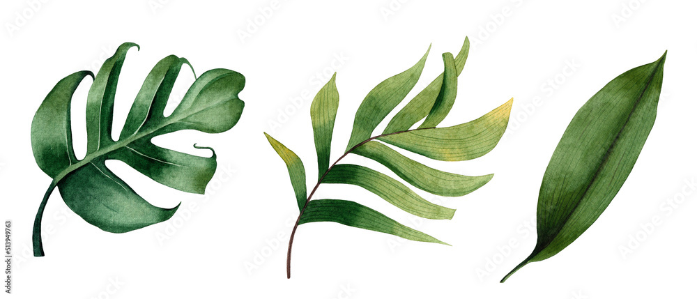 Set of watercolor tropical leaves on white background. Stock ...