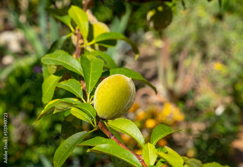 Green  young  ripening fruits of a peach tree on a branch on a sunny day