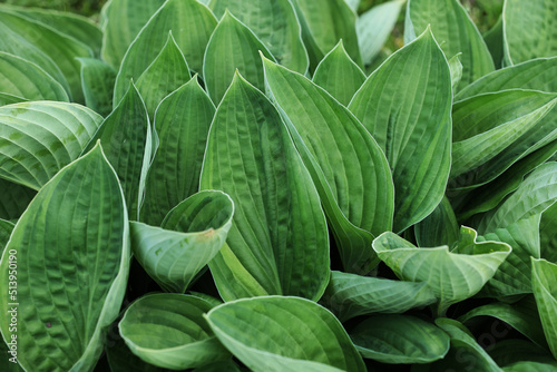 leaves of Spathiphyllum cannifolium, abstract green texture, nature background, tropical leaf. big green leaves of hosta venusta close up