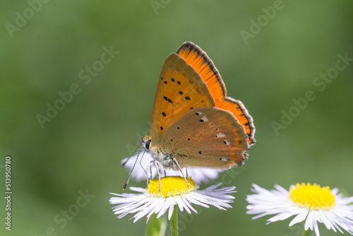 Motyl czerwończyk dukacik na rumianku © Henryk Guziak