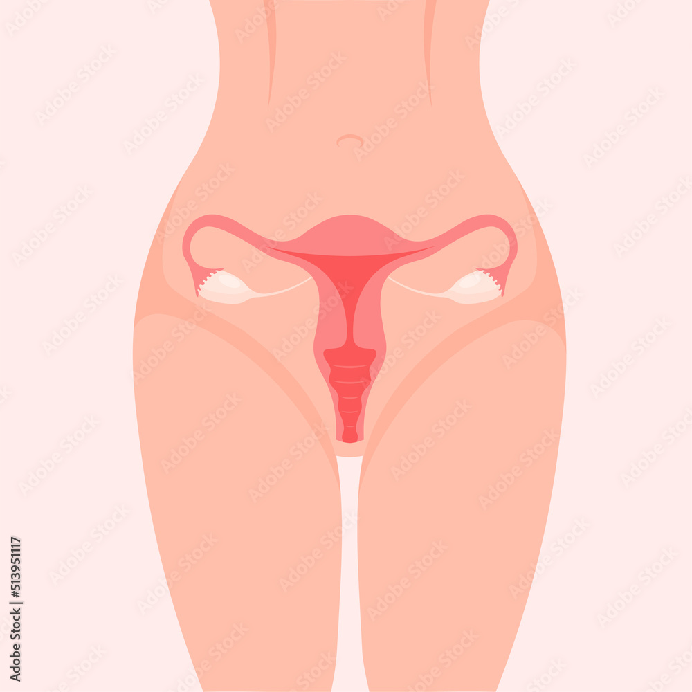 Uterus in a body. Female reproductive system. Vector illustration isolated on white background. Uterus in a body. Female reproductive system. Vector illustration isolated on white background.