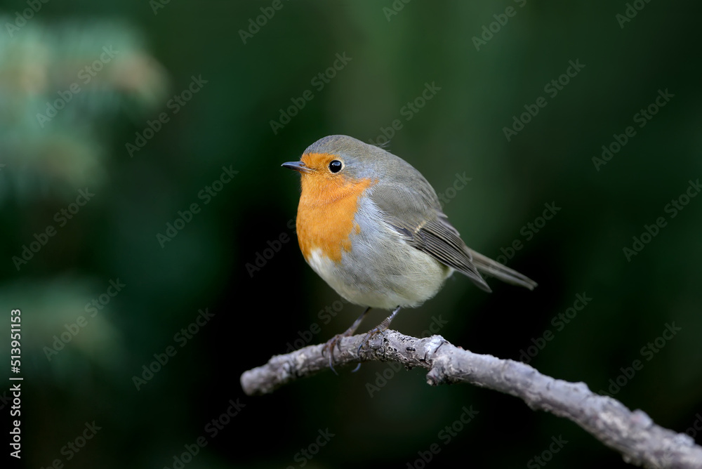 Extra close up portrait of an European robin (Erithacus rubecula) sits on a branch on nice blurred background