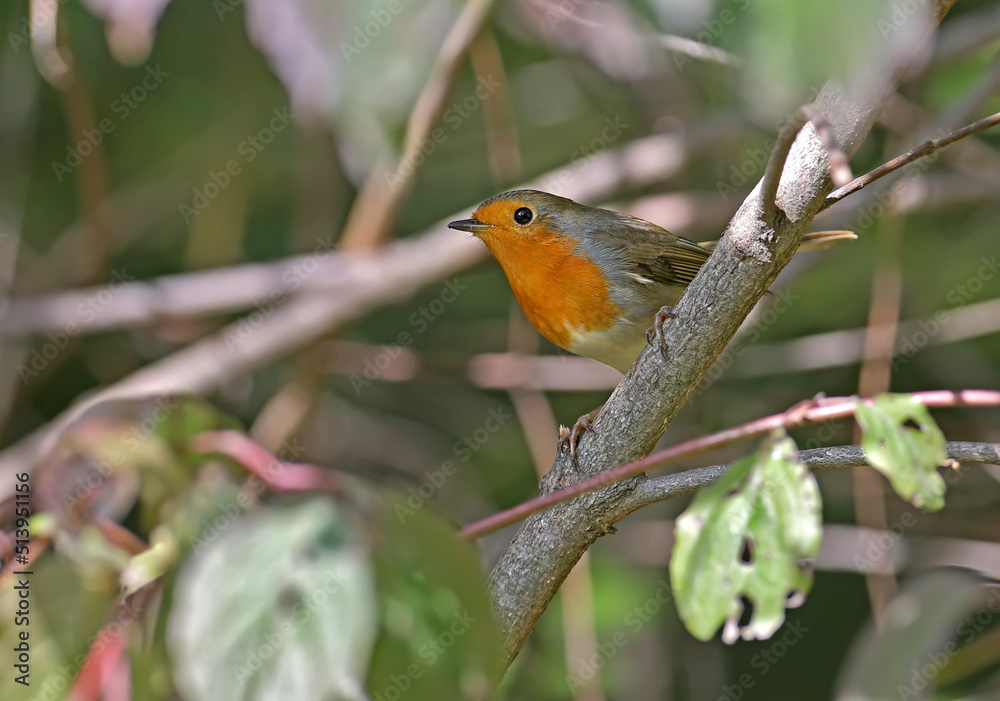 The European robin (Erithacus rubecula) sits on a branch in the depths of the autumn bush The European robin (Erithacus rubecula) sits on a branch in the depths of the autumn bush