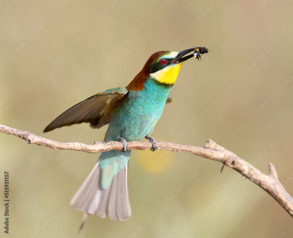 Golden bee-eater filmed with a large bee in its beak on a blurred background
