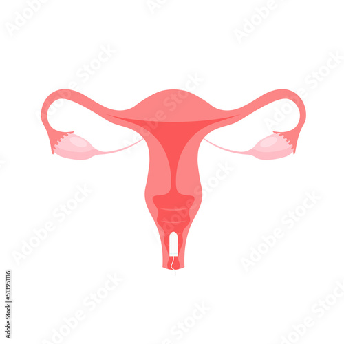 Female reproductive system. Menstrual tampon. Protection for woman in critical days. Cervix, ovary, fallopian tube icon. Vector illustration.