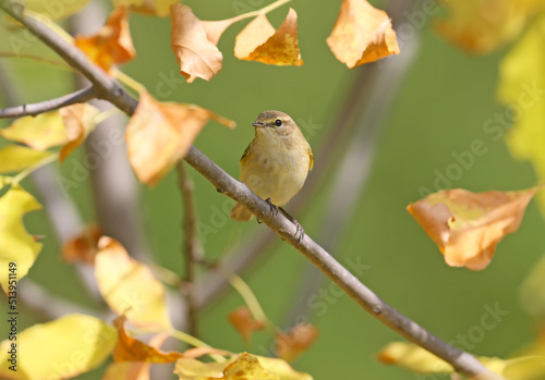 The common chiffchaff (Phylloscopus collybita) sits on a branch surrounded by yellow autumn leaves photo