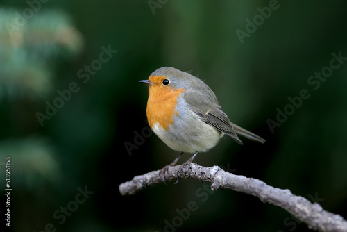 Extra close up portrait of an European robin (Erithacus rubecula) sits on a branch on nice blurred background © VOLODYMYR KUCHERENKO