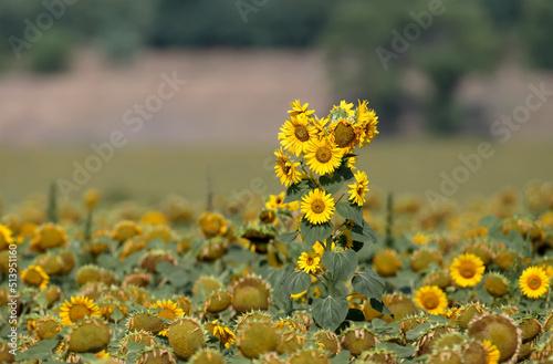 A large stalk of a sunflower with several heads rises above the field