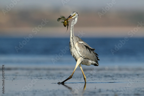 Foto Unusual extra close up portrait of grey heron with fish in beak.