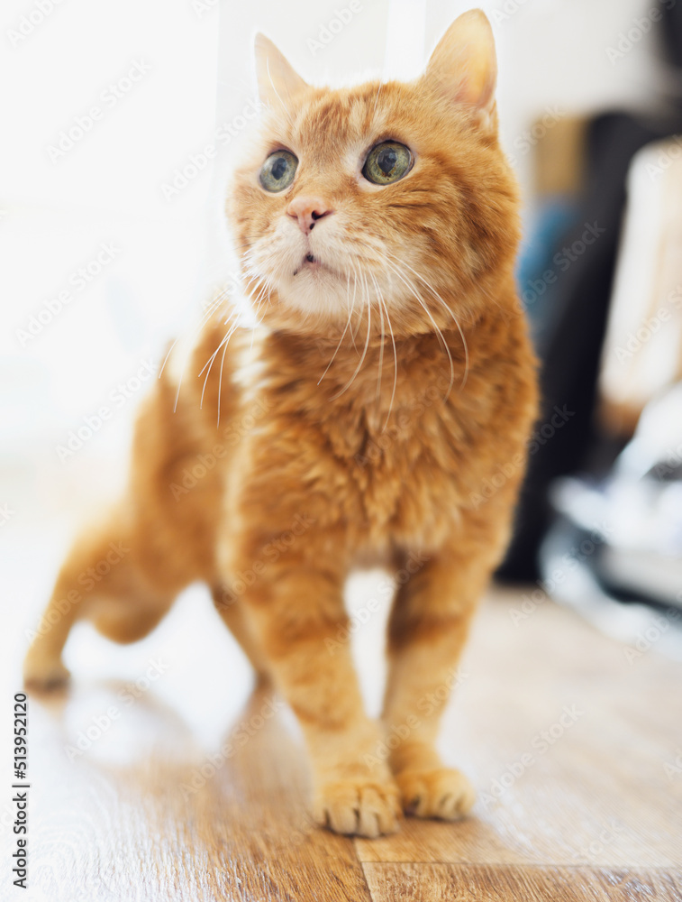 Beautiful ginger cat. Selective focus on eyes. Beautiful ginger cat. Selective focus on eyes.