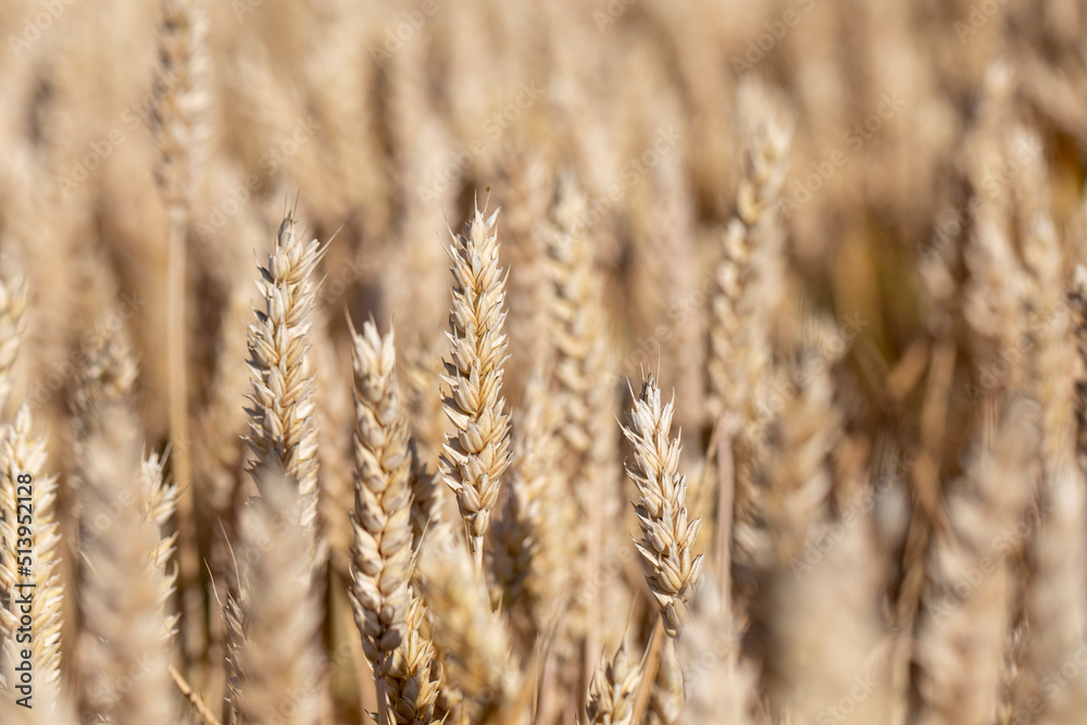 Cereal Wheat Corn in close view Cereal Wheat Corn in close view