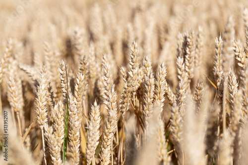 Cereal Wheat Corn in close view