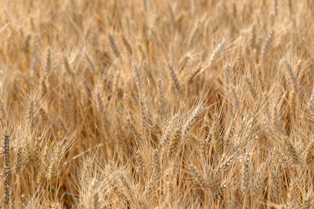 Cereal Wheat Corn in close view Cereal Wheat Corn in close view