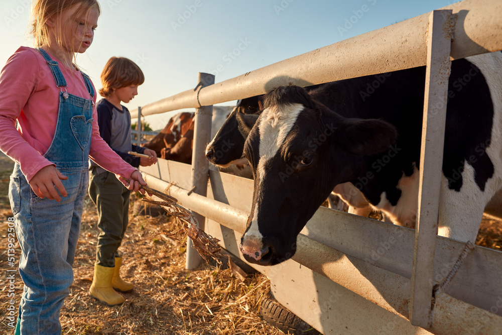 Brother and sister feed cows with dry corn on farm Stock Photo Adobe Stock