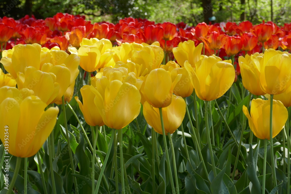 Obraz premium 京都府立植物園のチューリップの花壇