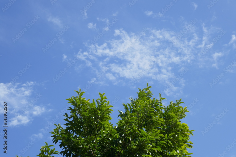 Obraz premium 京都府立植物園の青空